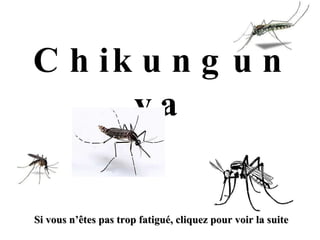 Chikungunya Si vous n’êtes pas trop fatigué, cliquez pour voir la suite 