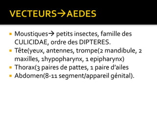  Moustiques petits insectes, famille des
CULICIDAE, ordre des DIPTERES.
 Tête(yeux, antennes, trompe(2 mandibule, 2
maxilles, 1hypopharynx, 1 epipharynx)
 Thorax(3 paires de pattes, 1 paire d’ailes
 Abdomen(8-11 segment/appareil génital).
 