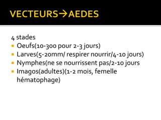 4 stades
 Oeufs(10-300 pour 2-3 jours)
 Larves(5-20mm/ respirer nourrir/4-10 jours)
 Nymphes(ne se nourrissent pas/2-10 jours
 Imagos(adultes)(1-2 mois, femelle
hématophage)
 
