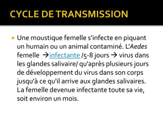  Une moustique femelle s’infecte en piquant
un humain ou un animal contaminé. L'Aedes
femelle infectante /5-8 jours  virus dans
les glandes salivaire/ qu'après plusieurs jours
de développement du virus dans son corps
jusqu'à ce qu'il arrive aux glandes salivaires.
La femelle devenue infectante toute sa vie,
soit environ un mois.
 