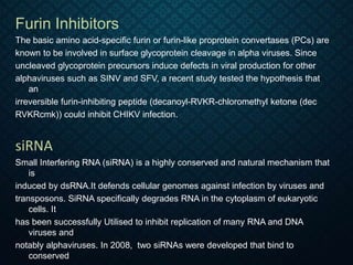 Furin Inhibitors
The basic amino acid-specific furin or furin-like proprotein convertases (PCs) are
known to be involved in surface glycoprotein cleavage in alpha viruses. Since
uncleaved glycoprotein precursors induce defects in viral production for other
alphaviruses such as SINV and SFV, a recent study tested the hypothesis that
an
irreversible furin-inhibiting peptide (decanoyl-RVKR-chloromethyl ketone (dec
RVKRcmk)) could inhibit CHIKV infection.
siRNA
Small Interfering RNA (siRNA) is a highly conserved and natural mechanism that
is
induced by dsRNA.It defends cellular genomes against infection by viruses and
transposons. SiRNA specifically degrades RNA in the cytoplasm of eukaryotic
cells. It
has been successfully Utilised to inhibit replication of many RNA and DNA
viruses and
notably alphaviruses. In 2008, two siRNAs were developed that bind to
conserved
 