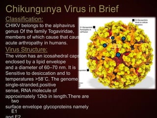 Chikungunya Virus in Brief
Classification:
CHIKV belongs to the alphavirus
genus Of the family Togaviridae,
members of which cause that cause
acute arthropathy in humans.
Virus Structure:
The virion has an icosahedral capsid
enclosed by a lipid envelope
and a diameter of 60–70 nm. It is
Sensitive to desiccation and to
temperatures >58˚C. The genome is a
single-stranded,positive
sense, RNA molecule of
approximately 12kb in length.There are
two
surface envelope glycoproteins namely
E1
 