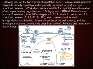 Following virus entry, two rounds of translation occur. Positive-sense genomic
RNA acts directly as mRNA and is partially translated to produce non-
structural proteins (nsP’s) which are responsible for replication and formation
of a complementary negative strand. Subgenomic mRNA (26S) replication
occurs. Translation of the 26S sub-genomic RNA results in production of 5
structural proteins (C, E3, E2, 6k, E1), which are required for viral
encapsidation and budding. Assembly occurs at the cell surface, and the
envelope is acquired as the virus buds from the cell. Release and maturation
occur almost simultaneously.
 