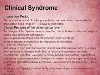 Clinical Syndrome
Incubation Period
The incubation period of chikungunya fever has never been. Investigated in
great detail, but a range of 1–12 days is often cited.
Clinical Features of the chikungunya fever
Two stages of the disease are now described: acute illness and the late stage of
illness, with persistent arthropathy.
ACUTE ILLNESS: Symptomatic patients generally report an abrupt
onset of disease characterised by high fever, polyarthralgia,
backache,headache,
and fatigue. Fever and characteristic clinical symptoms appear within 4–7 days.
Poly-arthralgia is reported in 87–98% of cases and represents the most
characteristic symptom. Joint pain is mostly polyarticular,bilateral, symmetrical
and occurs mainly in peripheral joints(wrists, ankles, and phalanges) and some
large joints (shoulders,elbows and knees).Joint swelling is less frequent. Pain in
the
ligaments and Myalgia (predominantly in the arms, thighs and calves) has also
been
 