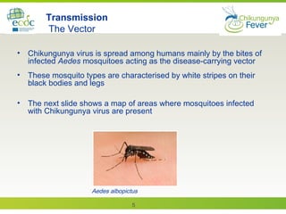 5
Transmission
The Vector
• Chikungunya virus is spread among humans mainly by the bites of
infected Aedes mosquitoes acting as the disease-carrying vector
• These mosquito types are characterised by white stripes on their
black bodies and legs
• The next slide shows a map of areas where mosquitoes infected
with Chikungunya virus are present
Aedes albopictus
 