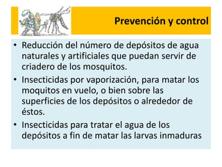 Prevención y control
• Reducción del número de depósitos de agua
naturales y artificiales que puedan servir de
criadero de los mosquitos.
• Insecticidas por vaporización, para matar los
moquitos en vuelo, o bien sobre las
superficies de los depósitos o alrededor de
éstos.
• Insecticidas para tratar el agua de los
depósitos a fin de matar las larvas inmaduras
 
