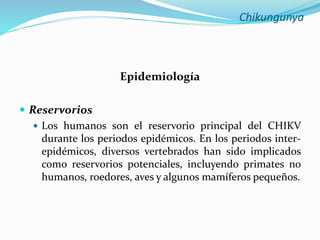 Chikungunya
Epidemiología
 Reservorios
 Los humanos son el reservorio principal del CHIKV
durante los periodos epidémicos. En los periodos inter-
epidémicos, diversos vertebrados han sido implicados
como reservorios potenciales, incluyendo primates no
humanos, roedores, aves y algunos mamíferos pequeños.
 