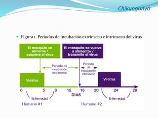 Chikungunya
 Figura 1. Períodos de incubación extrínseco e intrínseco del virus
chikungunya.
 