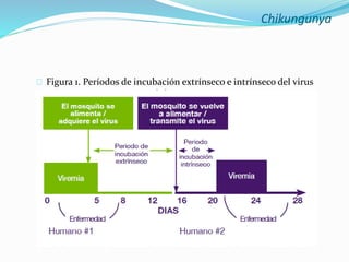Chikungunya Junio 2014 Slide 7