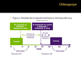  Figura 1. Períodos de incubación extrínseco e intrínseco del virus
chikungunya.
 