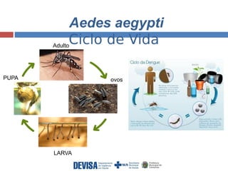 Aedes aegypti 
Ciclo de Vida Adulto 
ovos 
LARVA 
PUPA 
 