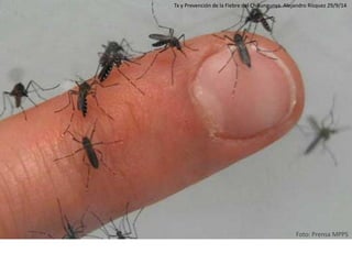 Foto: Prensa MPPS 
Tx y Prevención de la Fiebre del Chikungunya. Alejandro Rísquez 29/9/14  