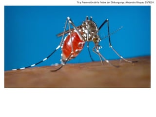 Tx y Prevención de la Fiebre del Chikungunya. Alejandro Rísquez 29/9/14  