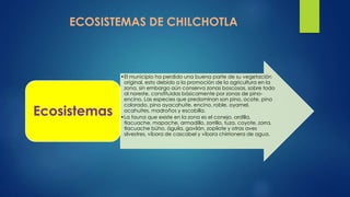 ECOSISTEMAS DE CHILCHOTLA
•El municipio ha perdido una buena parte de su vegetación
original, esto debido a la promoción de la agricultura en la
zona, sin embargo aún conserva zonas boscosas, sobre todo
al noreste, constituidas básicamente por zonas de pino-
encino. Las especies que predominan son pino, ocote, pino
colorado, pino ayacahuite, encino, roble, oyamel,
acahuites, madroños y escobilla.
•La fauna que existe en la zona es el conejo, ardilla,
tlacuache, mapache, armadillo, zorrillo, tuza, coyote, zorra,
tlacuache búho, águila, gavilán, zopilote y otras aves
silvestres, víbora de cascabel y víbora chirrionera de agua.
Ecosistemas
 