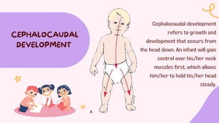 CEPHALOCAUDAL
DEVELOPMENT
Cephalocaudal development
refers to growth and
development that occurs from
the head down. An infant will gain
control over his/her neck
muscles first, which allows
him/her to hold his/her head
steady.
 