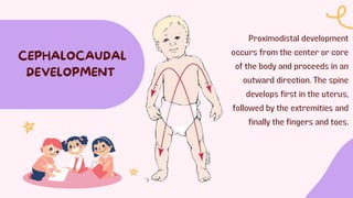CEPHALOCAUDAL
DEVELOPMENT
Proximodistal development
occurs from the center or core
of the body and proceeds in an
outward direction. The spine
develops first in the uterus,
followed by the extremities and
finally the fingers and toes.
 