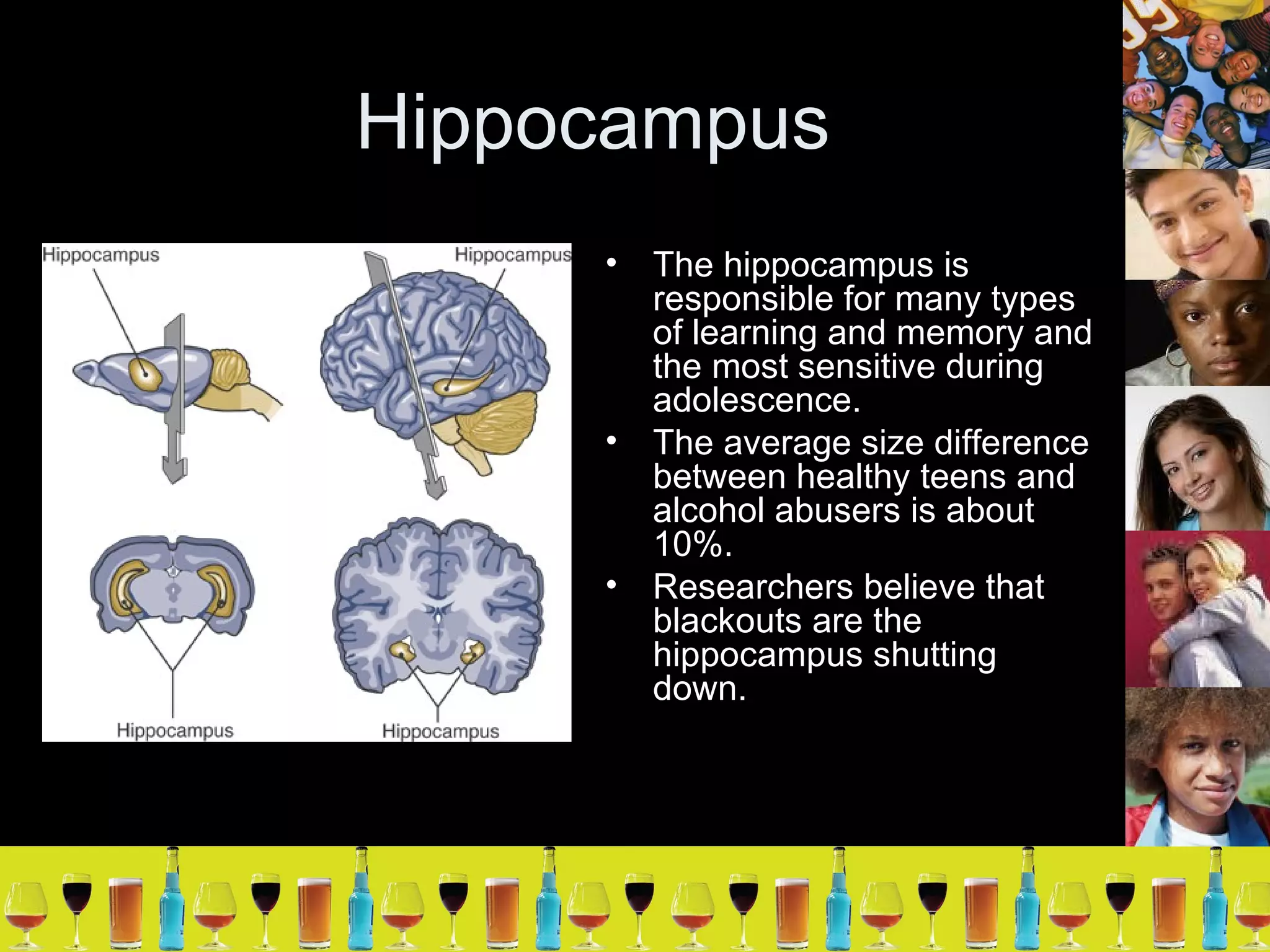 Hippocampus The hippocampus is responsible for many types of learning and memory and the most sensitive during adolescence. The average size difference between healthy teens and alcohol abusers is about 10%. Researchers believe that blackouts are the hippocampus shutting down. 