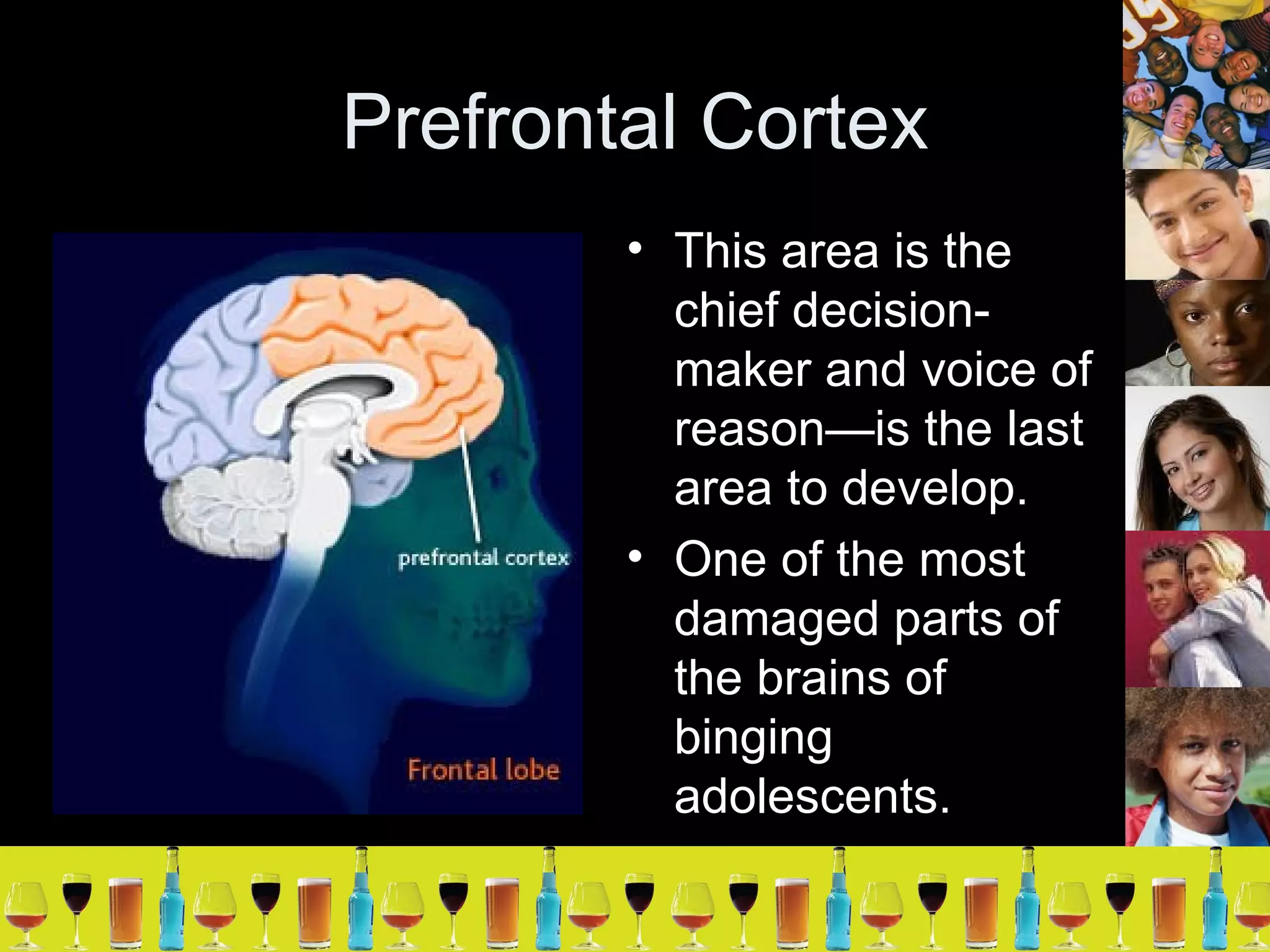 Prefrontal Cortex This area is the chief decision-maker and voice of reason—is the last area to develop. One of the most damaged parts of the brains of binging adolescents. 