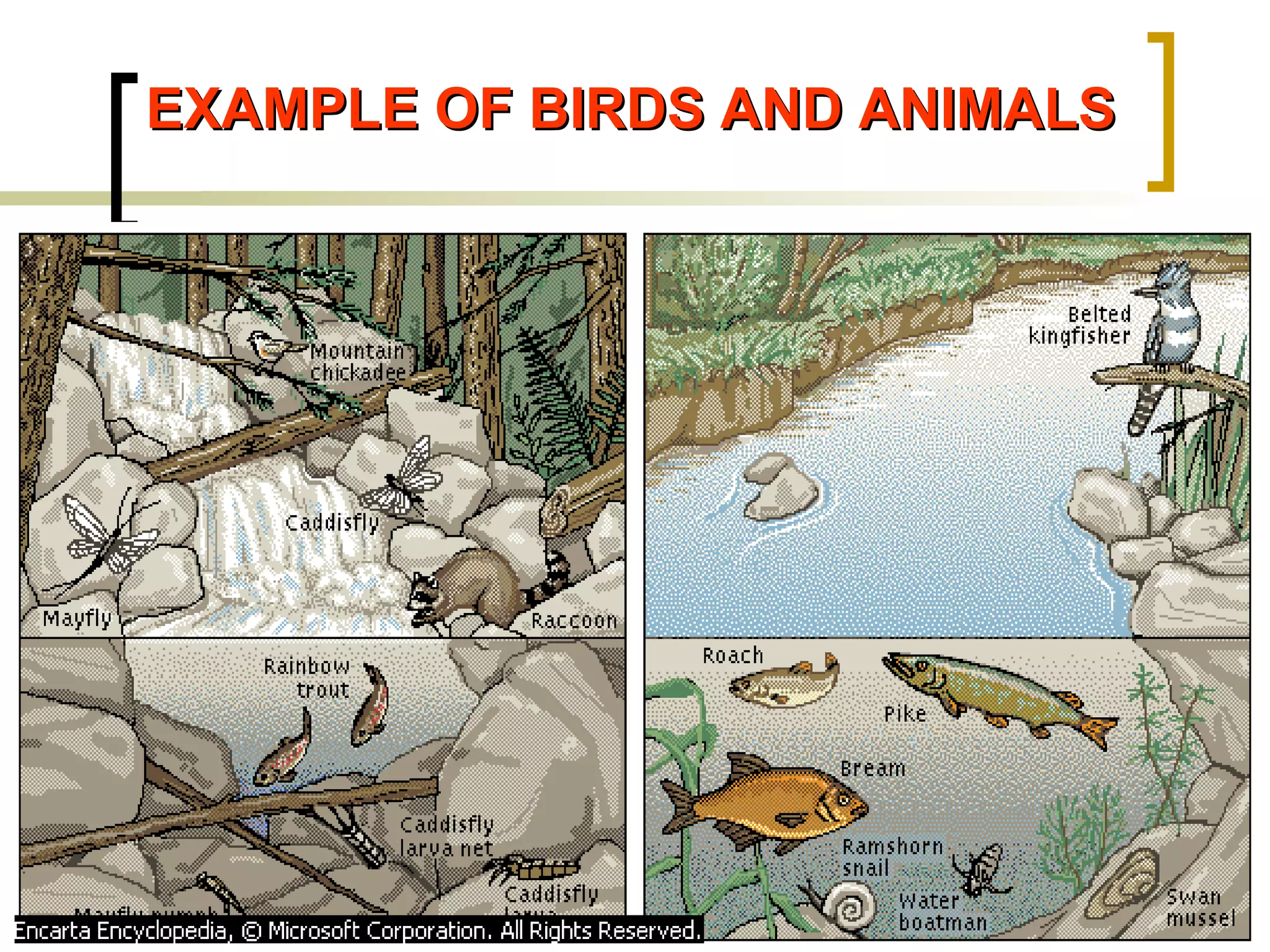 EXAMPLE OF BIRDS AND ANIMALS 