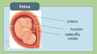 Fetus
UMBILICAL
CHORD
UTERUS
PLACENT
A
 