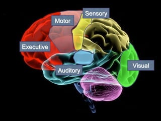 Motor
Sensory
Visual
Auditory
Executive
 