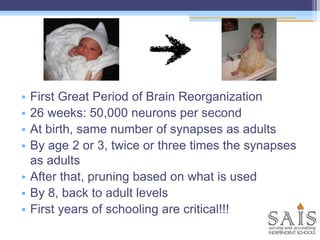 • First Great Period of Brain Reorganization
• 26 weeks: 50,000 neurons per second
• At birth, same number of synapses as adults
• By age 2 or 3, twice or three times the synapses
as adults
• After that, pruning based on what is used
• By 8, back to adult levels
• First years of schooling are critical!!!
 