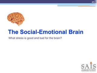 The Social-Emotional Brain
What stress is good and bad for the brain?
45
 