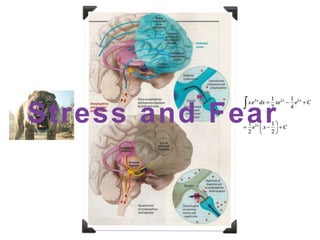 Stress and Fear
 