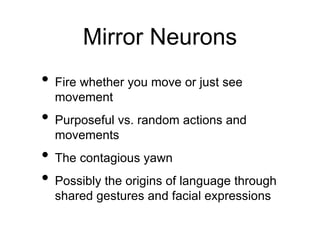 • Fire whether you move or just see
movement
• Purposeful vs. random actions and
movements
• The contagious yawn
• Possibly the origins of language through
shared gestures and facial expressions
Mirror Neurons
 