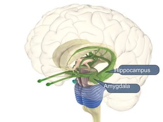 Hippocampus
Amygdala
 
