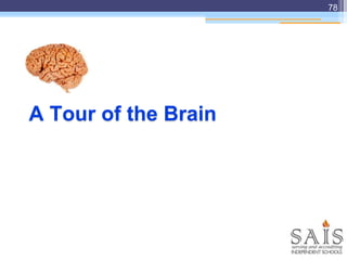 A Tour of the Brain
78
 