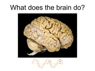 What does the brain do?
 