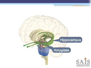 Hippocampus
Amygdala
 