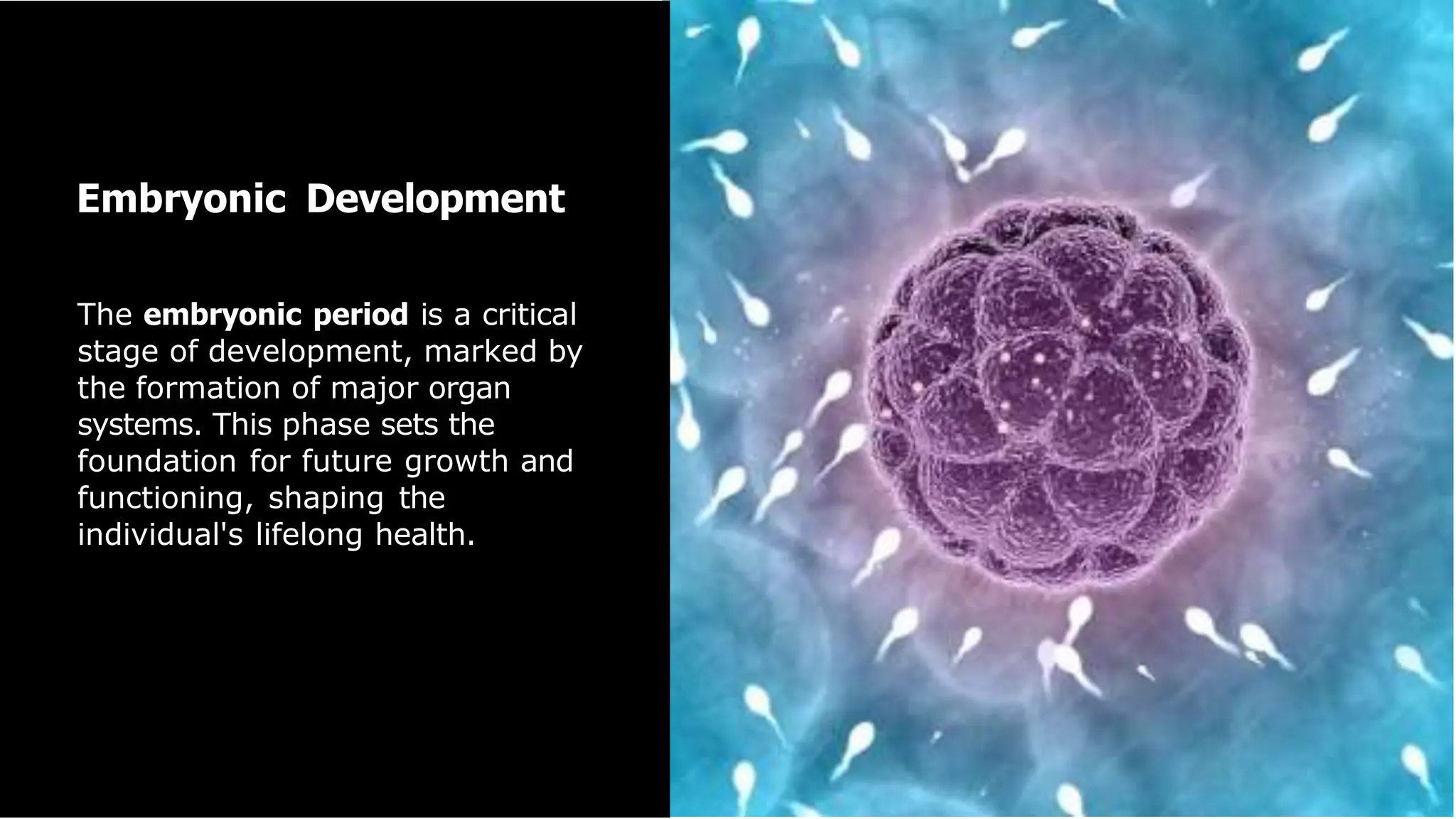 The embryonic period is a critical
stage of development, marked by
the formation of major organ
systems. This phase sets the
foundation for future growth and
functioning, shaping the
individual's lifelong health.
Embryonic Development
 