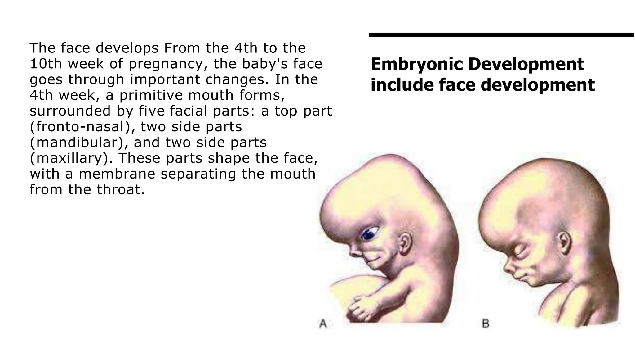 The face develops From the 4th to the
10th week of pregnancy, the baby's face
goes through important changes. In the
4th week, a primitive mouth forms,
surrounded by five facial parts: a top part
(fronto-nasal), two side parts
(mandibular), and two side parts
(maxillary). These parts shape the face,
with a membrane separating the mouth
from the throat.
Embryonic Development
include face development
 
