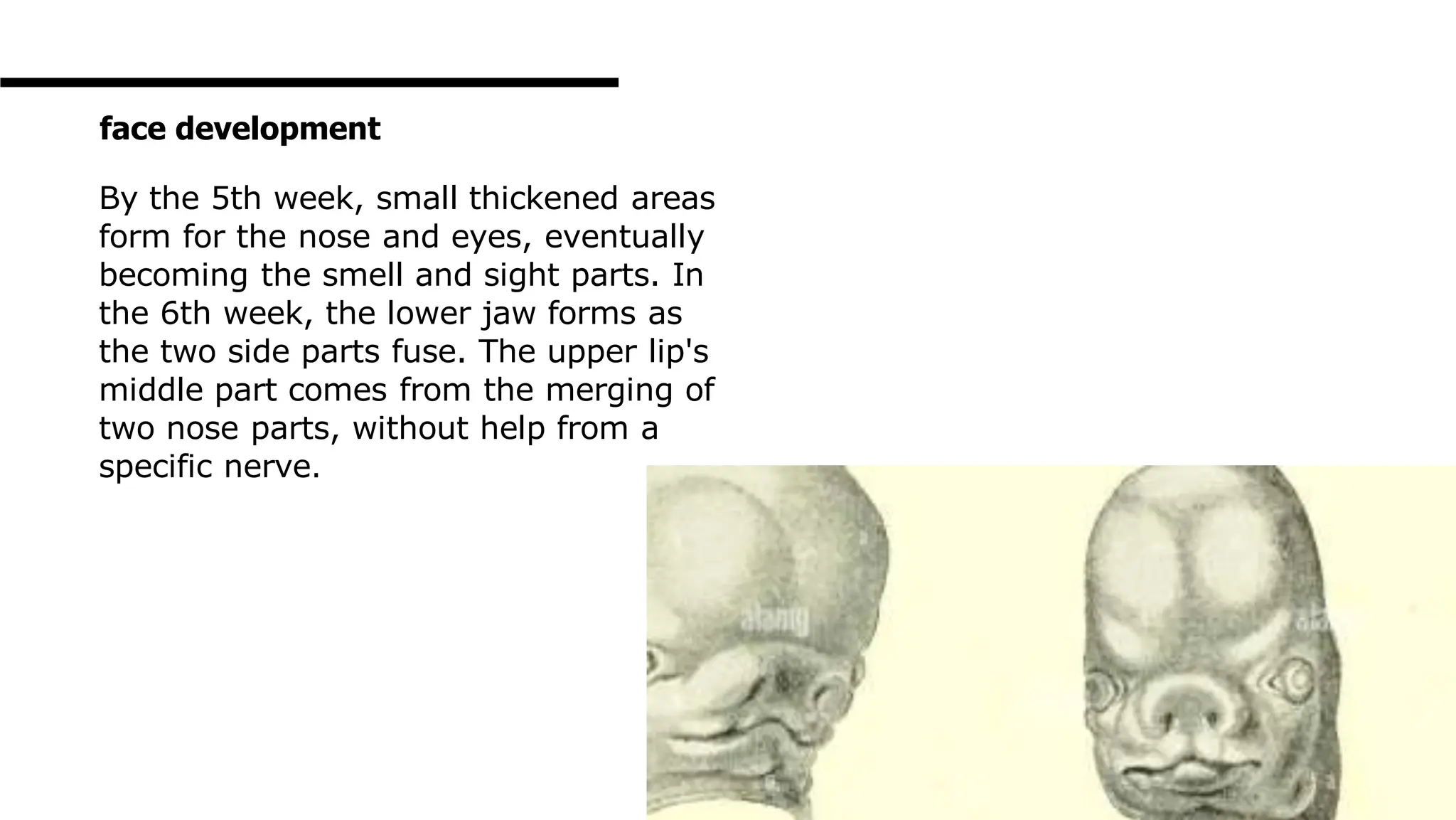 By the 5th week, small thickened areas
form for the nose and eyes, eventually
becoming the smell and sight parts. In
the 6th week, the lower jaw forms as
the two side parts fuse. The upper lip's
middle part comes from the merging of
two nose parts, without help from a
specific nerve.
face development
 