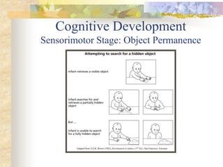 Cognitive Development
Sensorimotor Stage: Object Permanence
 