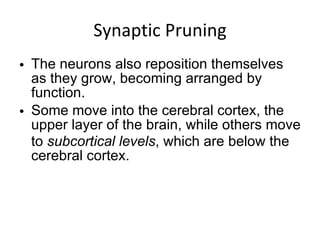Synaptic Pruning The neurons also reposition themselves as they grow, becoming arranged by function. Some move into the cerebral cortex, the upper layer of the brain, while others move to  subcortical levels , which are below the cerebral cortex. 