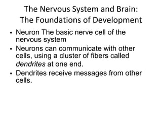 The Nervous System and Brain: The Foundations of Development Neuron The basic nerve cell of the nervous system Neurons can communicate with other cells, using a cluster of fibers called  dendrites  at one end.  Dendrites receive messages from other cells.  