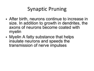 Synaptic Pruning After birth, neurons continue to increase in size. In addition to growth in dendrites, the axons of neurons become coated with myelin Myelin A fatty substance that helps insulate neurons and speeds the transmission of nerve impulses 