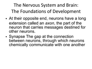 The Nervous System and Brain: The Foundations of Development At their opposite end, neurons have a long extension called an  axon , the part of the neuron that carries messages destined for other neurons. Synapse The gap at the connection between neurons, through which neurons chemically communicate with one another 