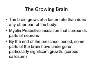 The Growing Brain
• The brain grows at a faster rate than does
any other part of the body.
• Myelin Protective insulation that surrounds
parts of neurons
• By the end of the preschool period, some
parts of the brain have undergone
particularly significant growth. (corpus
callosum)
 