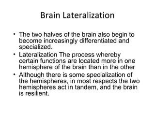 Brain Lateralization
• The two halves of the brain also begin to
become increasingly differentiated and
specialized.
• Lateralization The process whereby
certain functions are located more in one
hemisphere of the brain than in the other
• Although there is some specialization of
the hemispheres, in most respects the two
hemispheres act in tandem, and the brain
is resilient.
 