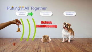 Putting It All Together
Neutral
Stimulus
No
Response
Unconditioned
Stimulus
Unconditioned
Response
Conditioned
Response
Conditioned
Stimulus
 