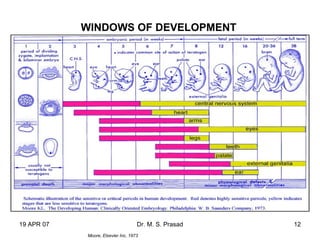 19 APR 07 Dr. M. S. Prasad 12
Moore, Elsevier Inc, 1973
WINDOWS OF DEVELOPMENT
 