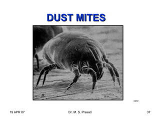 19 APR 07 Dr. M. S. Prasad 37
DUST MITESDUST MITES
CDC
 