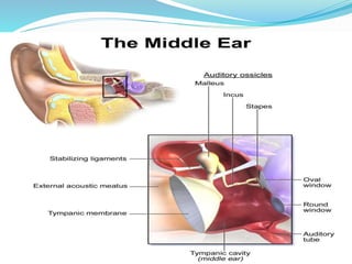 Acute otitis media (AOM)
Acute inflammation of middle ear by
pyogenic organisms.
Aetiology
 Especially in infant and chi...