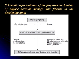 Schematic representation of the proposed mechanism
of diffuse alveolar damage and fibrosis in the
developing lung:
 