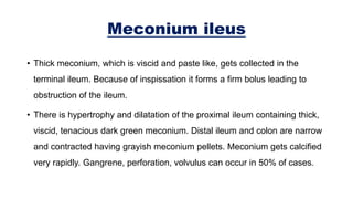 Meconium ileus
• Thick meconium, which is viscid and paste like, gets collected in the
terminal ileum. Because of inspissation it forms a firm bolus leading to
obstruction of the ileum.
• There is hypertrophy and dilatation of the proximal ileum containing thick,
viscid, tenacious dark green meconium. Distal ileum and colon are narrow
and contracted having grayish meconium pellets. Meconium gets calcified
very rapidly. Gangrene, perforation, volvulus can occur in 50% of cases.
 