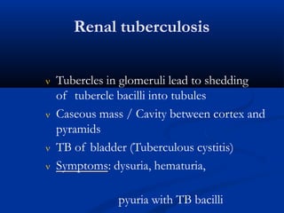 Renal tuberculosis
 Tubercles in glomeruli lead to shedding
of tubercle bacilli into tubules
 Caseous mass / Cavity between cortex and
pyramids
 TB of bladder (Tuberculous cystitis)
 Symptoms: dysuria, hematuria,
pyuria with TB bacilli
 